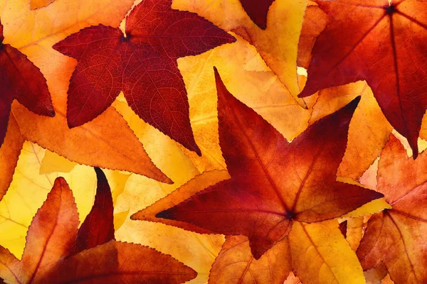 Oświetlony, autumn odchodzi z kolory świecące — Zdjęcie stockowe