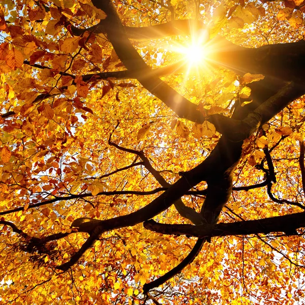 Сонце світить в золоту осінь — стокове фото
