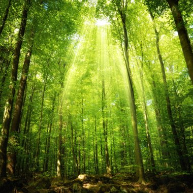 ormana düşen güneş ışınları