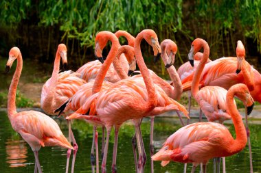 Group of red flamingos clipart