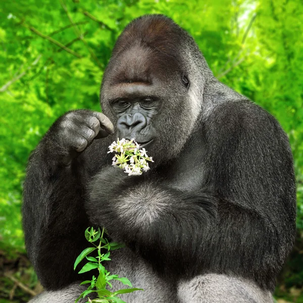 Gorila observando um monte de flores — Fotografia de Stock