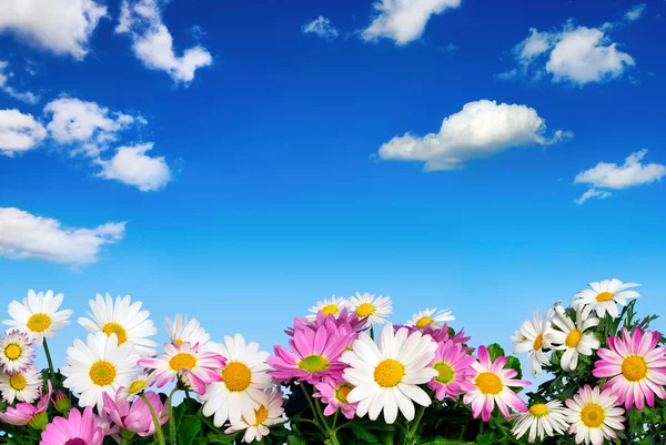 Lit de fleurs et ciel bleu — Photo