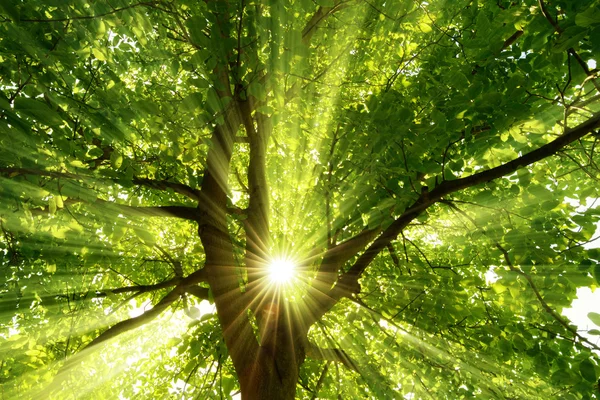 Ηλιαχτίδες εντυπωσιακά πτώση από ένα δέντρο — Φωτογραφία Αρχείου