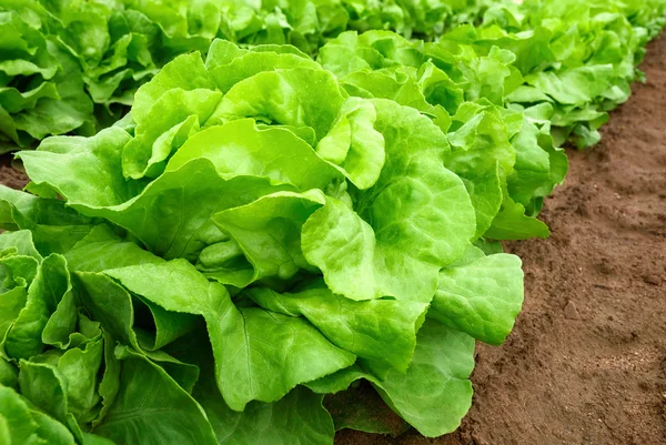 Frischer Salat auf einem Feld — Stockfoto