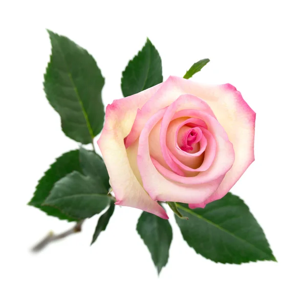 Rosa abierta sobre blanco — Foto de Stock