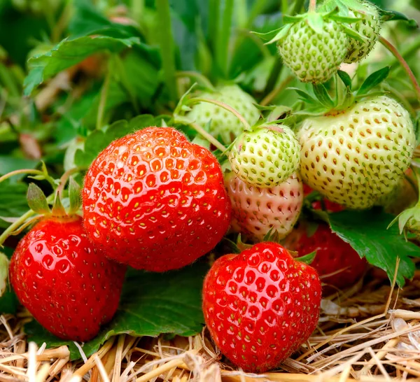 Strawberries growing — Stock Photo, Image