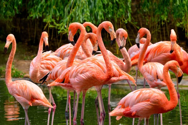 Groep van rode Flamingo 's — Stockfoto