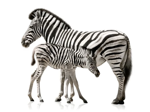 Zebra mor och barn — Stockfoto