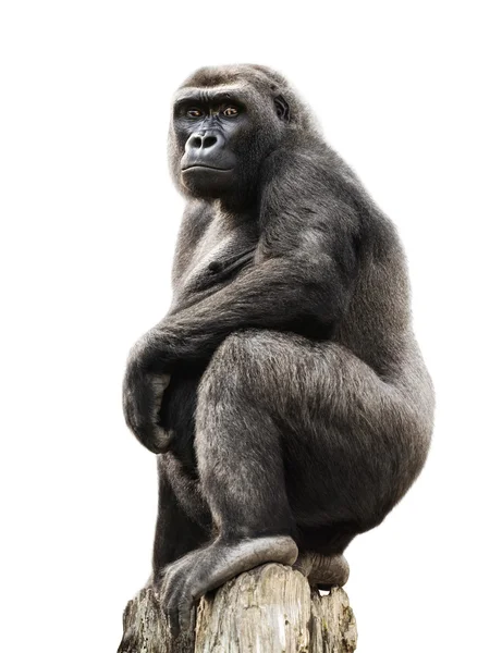 Gorila no tronco da árvore, isolado — Fotografia de Stock