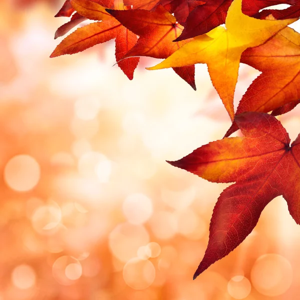 Autumn background bordered with leaves — Stock Photo, Image