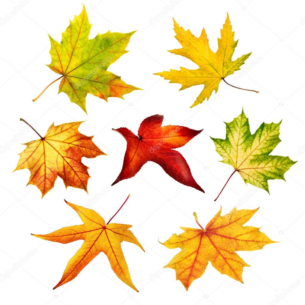 Set of colorful isolated autumn leaves