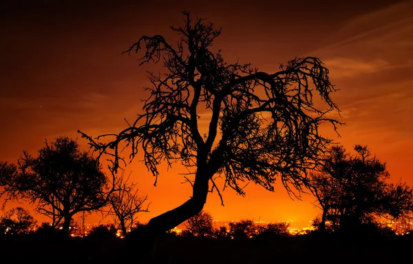 Silhuetter av träd över röda himlen — Stockfoto