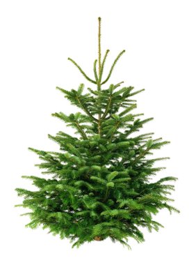Perfect fir tree on pure white clipart