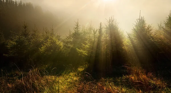 Pohon Fir 'aun dalam cahaya yang sangat muram — Stok Foto