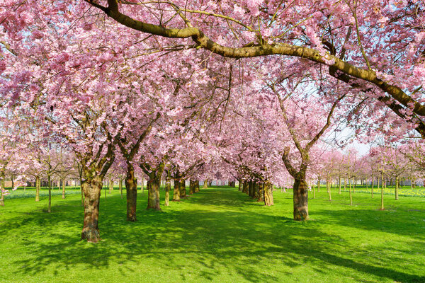 Scenic park with blossoming trees