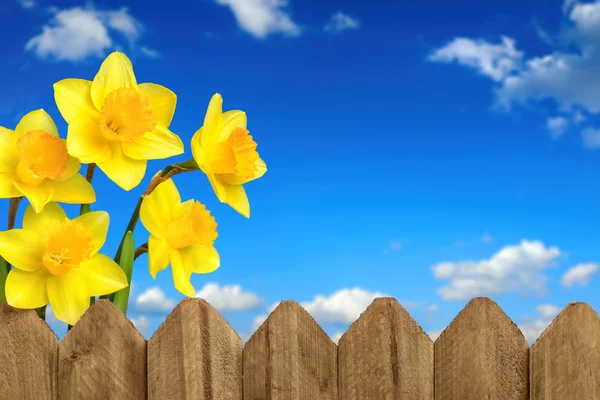 Daffodils, fence and blue sky — Stock Photo, Image