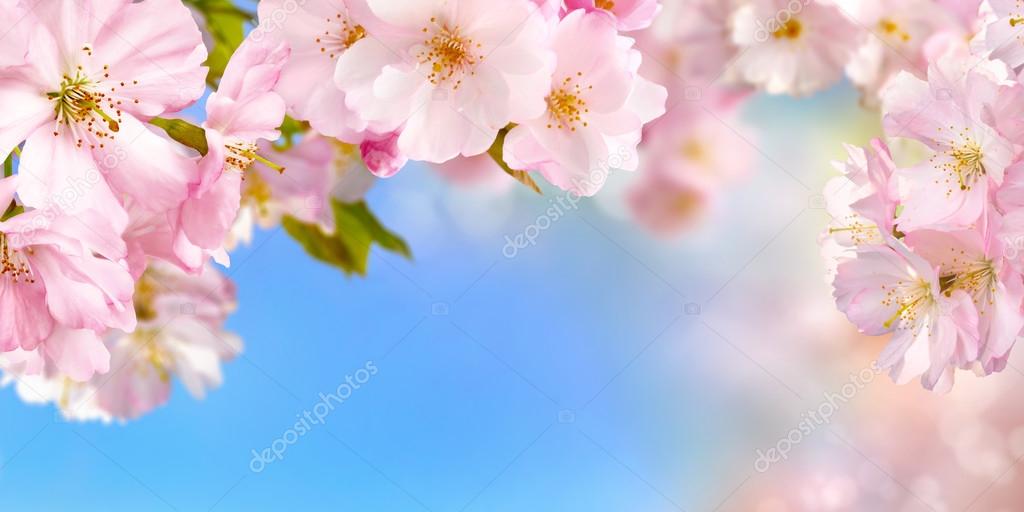 Blue and pink wide background with cherry blossoms framing the bright vibrant sky, shallow focus