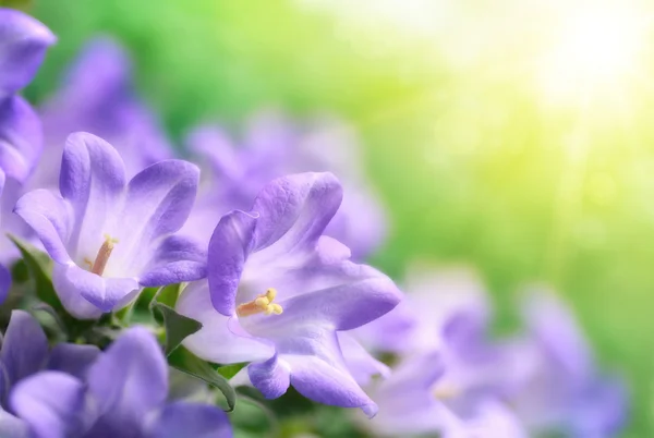 Campanula sinos em bela luz do sol — Fotografia de Stock