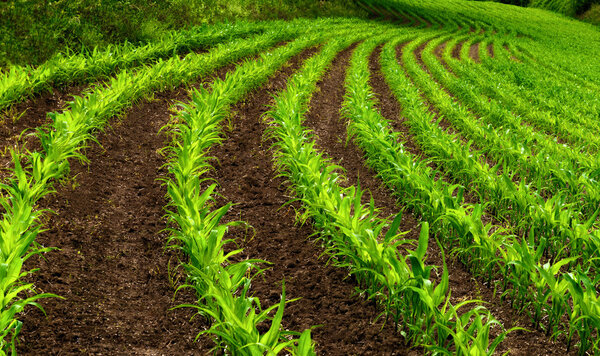 Curved rows of young corn plants