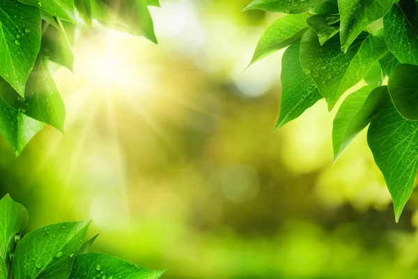 Fondo de la naturaleza enmarcado por hojas verdes — Foto de Stock