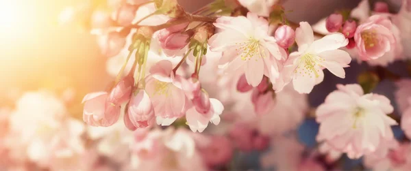 Cherry blossoms in retro-styled colors — Stock Photo, Image