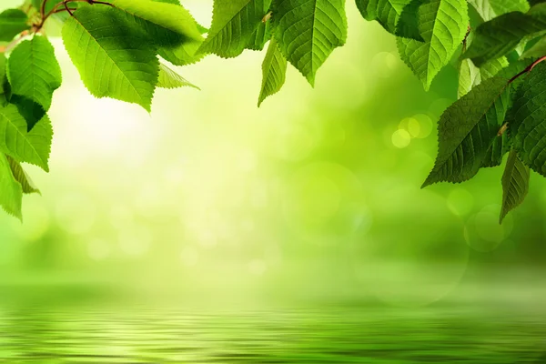 Verde y fondo de agua — Foto de Stock