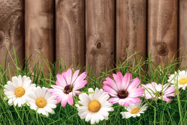 Flowers on grass in front of wooden fence — Stock Photo, Image