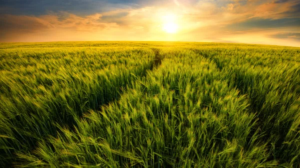 Sentiers de terrain menant au soleil couchant — Photo