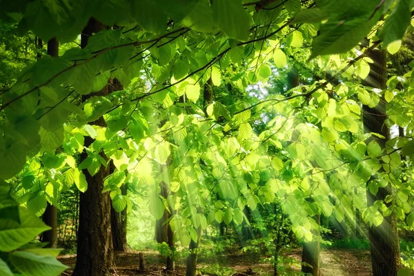 Лучи солнечного света, падающие сквозь листья — стоковое фото