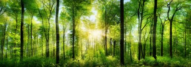 Forest panorama with rays of sunlight clipart