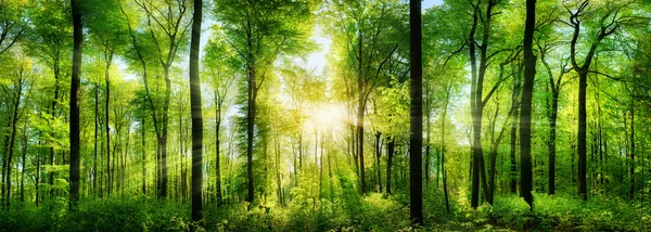Waldpanorama mit Sonnenstrahlen Stockfoto