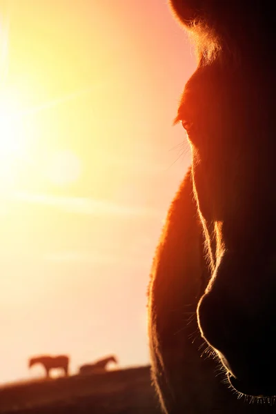 Horse portrait with warm backlight — Stock Photo, Image