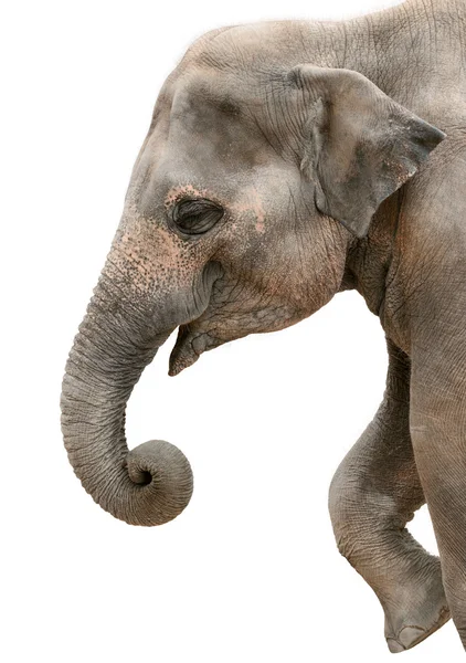 Profile portrait of a happy elephant — Stock Photo, Image