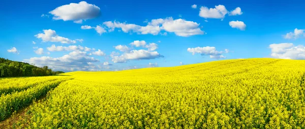 Uitgestrekte gebied van bloeiende koolzaad, panorama — Stockfoto