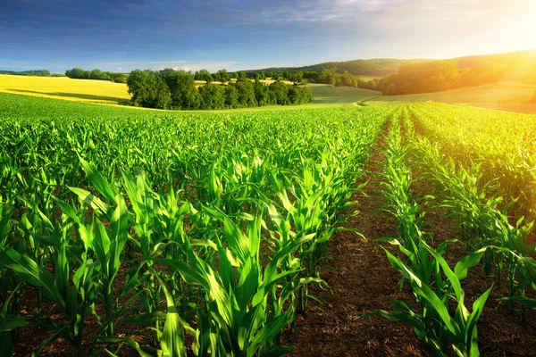 Sonnenbeschienene Reihen von Maispflanzen Stockbild