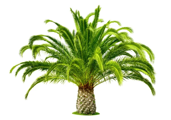 Doskonałe palmy na białym tle — Zdjęcie stockowe