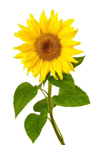 Fresh sunflower on white — Stock Photo, Image