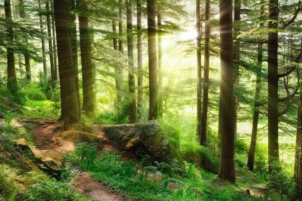 Raios solares caindo em uma floresta verde vibrante — Fotografia de Stock