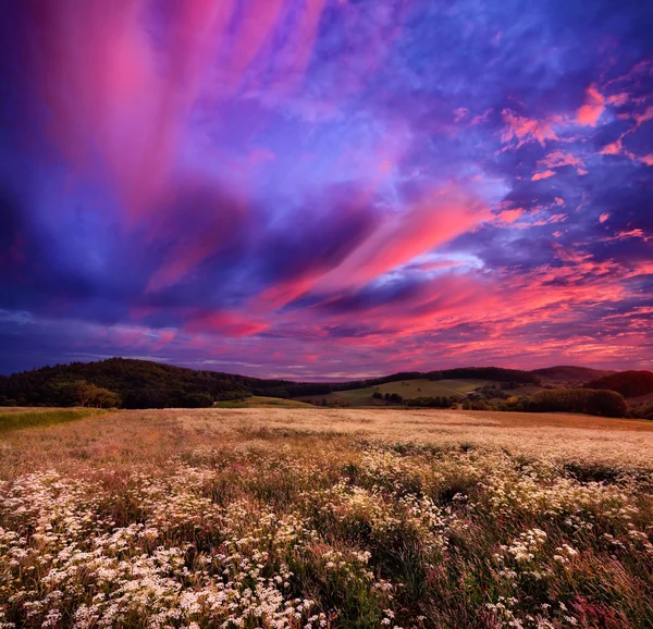 Colourful sunrise over blossoming meadows — Stock Fotó