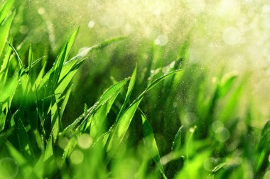 Grass macro with water in the air