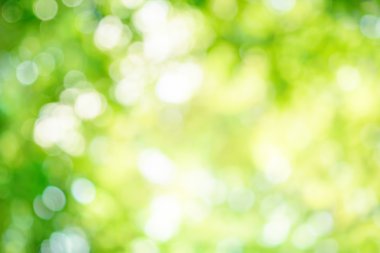Defocused parlayan ağaçlarda vurgulamaktadır