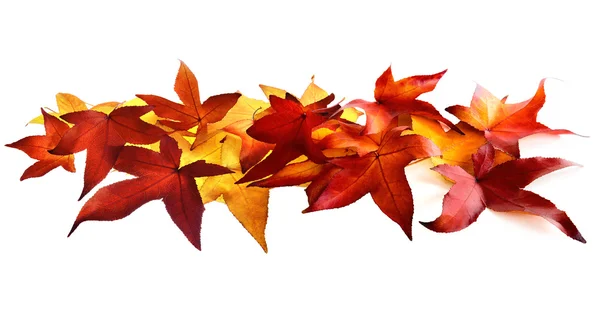 Autumn leaves fallen on white background — Stock Photo, Image