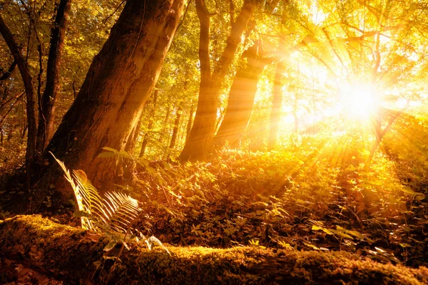 Cenário de outono ensolarado na floresta — Fotografia de Stock