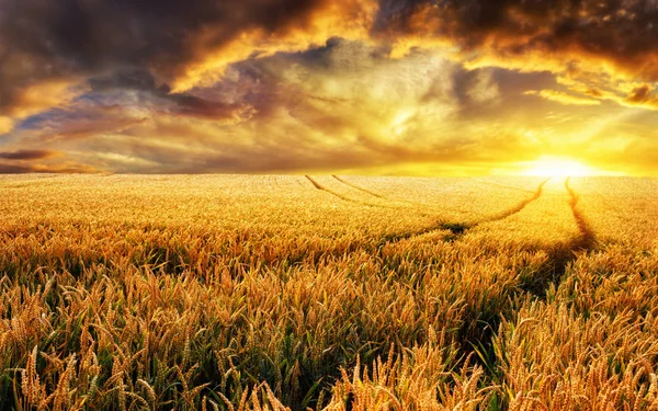 Sunset on a field, focus on foreground plants — Stock Photo, Image