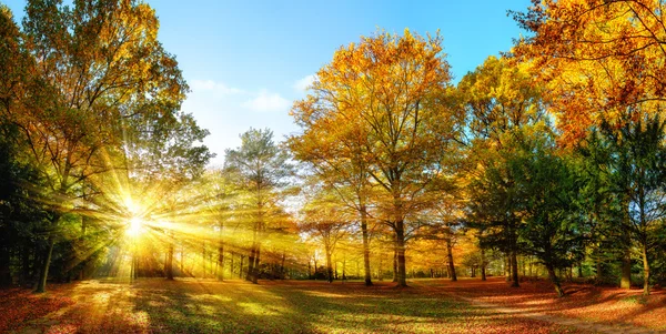 Солнечные осенние пейзажи в идиллическом парке — стоковое фото
