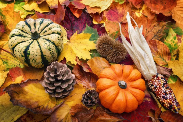 Decoração natural outono — Fotografia de Stock