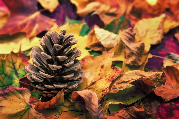 Cone de abeto em folhas de outono coloridas — Fotografia de Stock