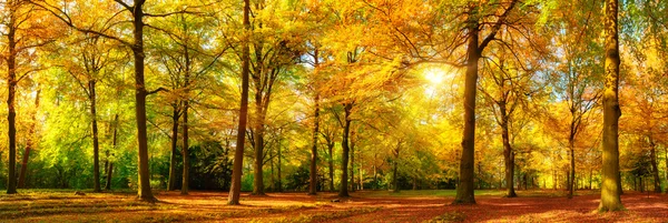 Herrliches Herbstpanorama eines sonnigen Waldes Stockbild
