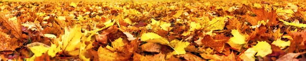 Foglie d'autunno, banner super ampio — Foto Stock