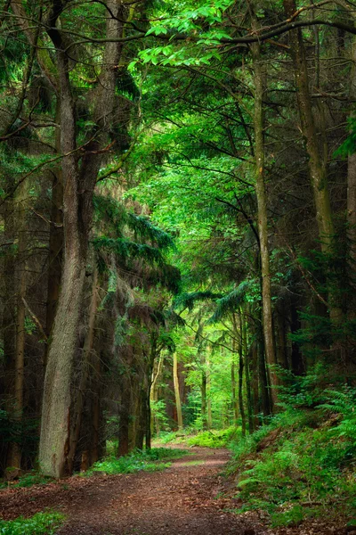 Dromerige landschap in het bos — Stockfoto